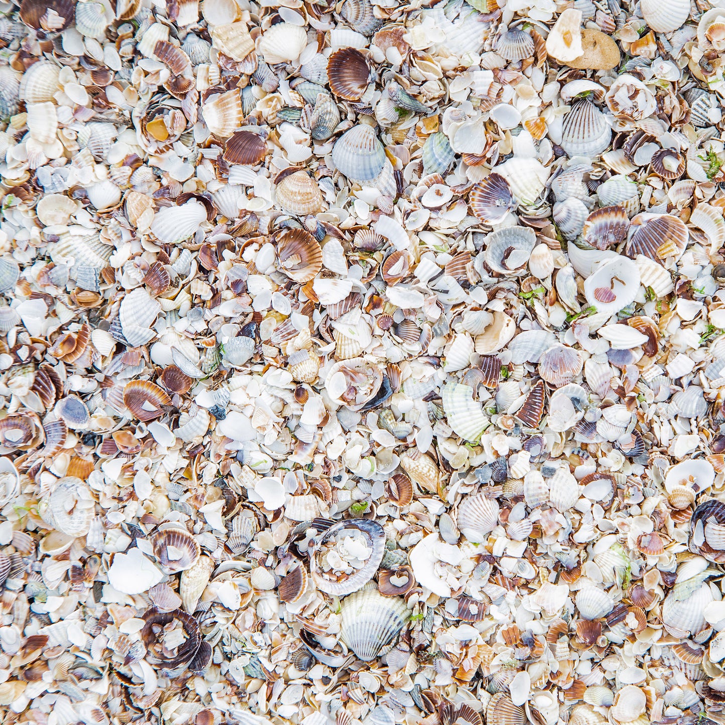 BEACH TEXTURES - MULTIPLE VARIATIONS