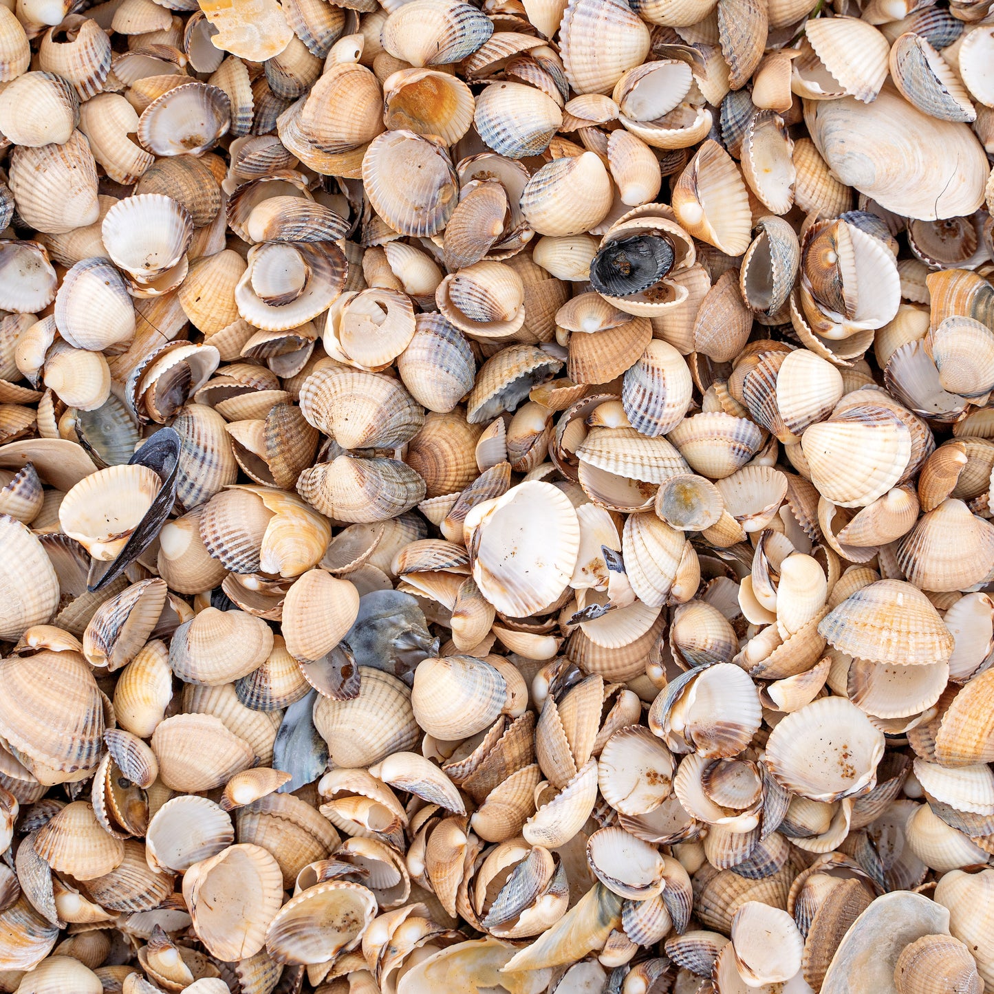 BEACH TEXTURES - MULTIPLE VARIATIONS