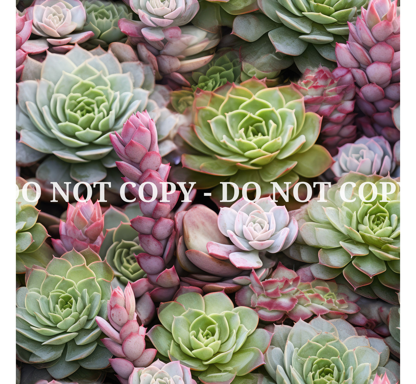 SUCCULENTS VINYL - MULTIPLE VARIATIONS