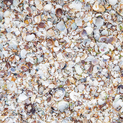 BEACH TEXTURES - MULTIPLE VARIATIONS