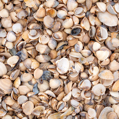 BEACH TEXTURES - MULTIPLE VARIATIONS