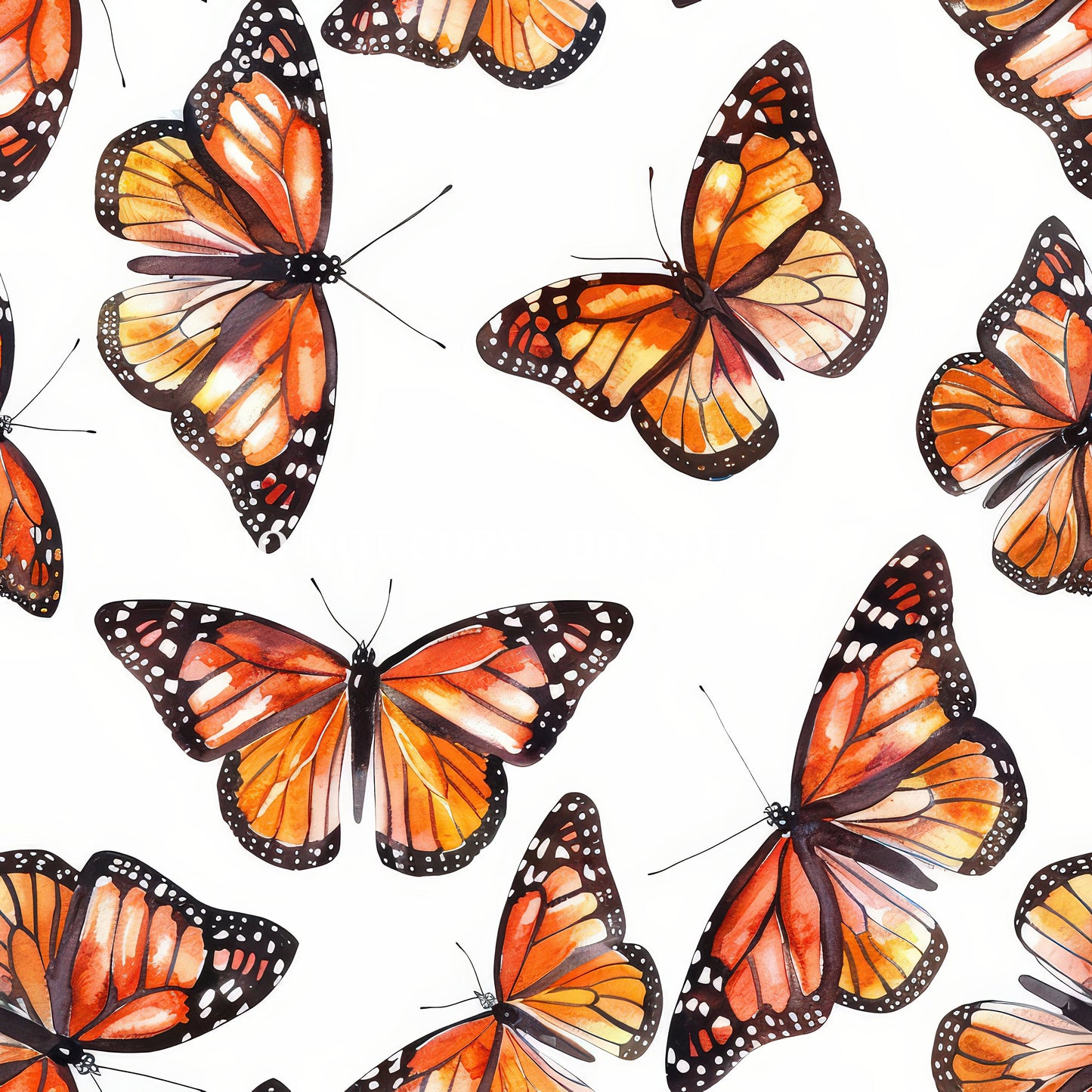 MONARCH BUTTERFLY - MULTIPLE VARIATIONS