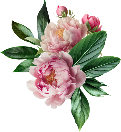 PINK PEONY -  Decals